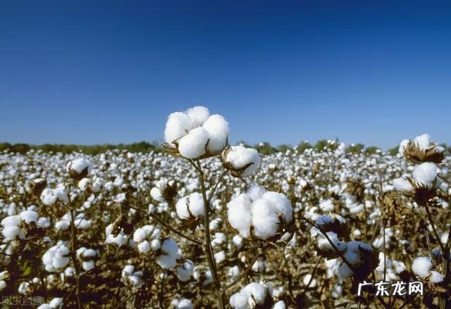 365坯布纺织网 365纱线网注册账号