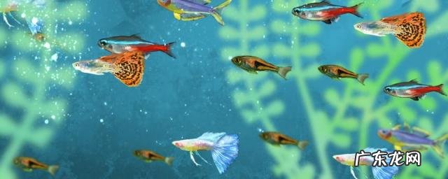 孔雀鱼最低水温是多少度不死 孔雀鱼10度能活吗水温多少度合适呢