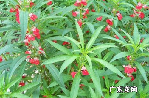 正常白斑图片 白点癫风传染