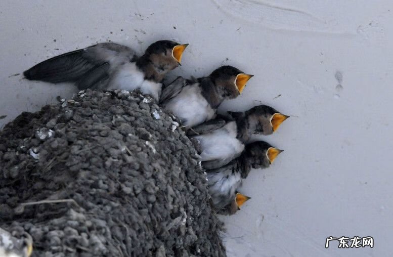 屋檐滴水的风水说法 室内屋檐设计风水