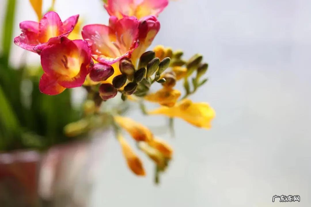 小苍兰是什么颜色 小苍兰的风水寓意