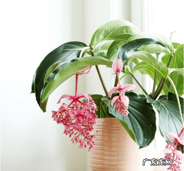 风水九星名 逍遥九星风水术