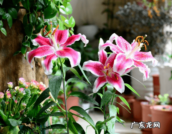 风水九星名 逍遥九星风水术