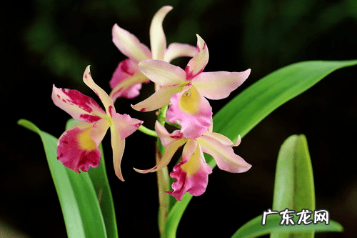 风水九星名 逍遥九星风水术