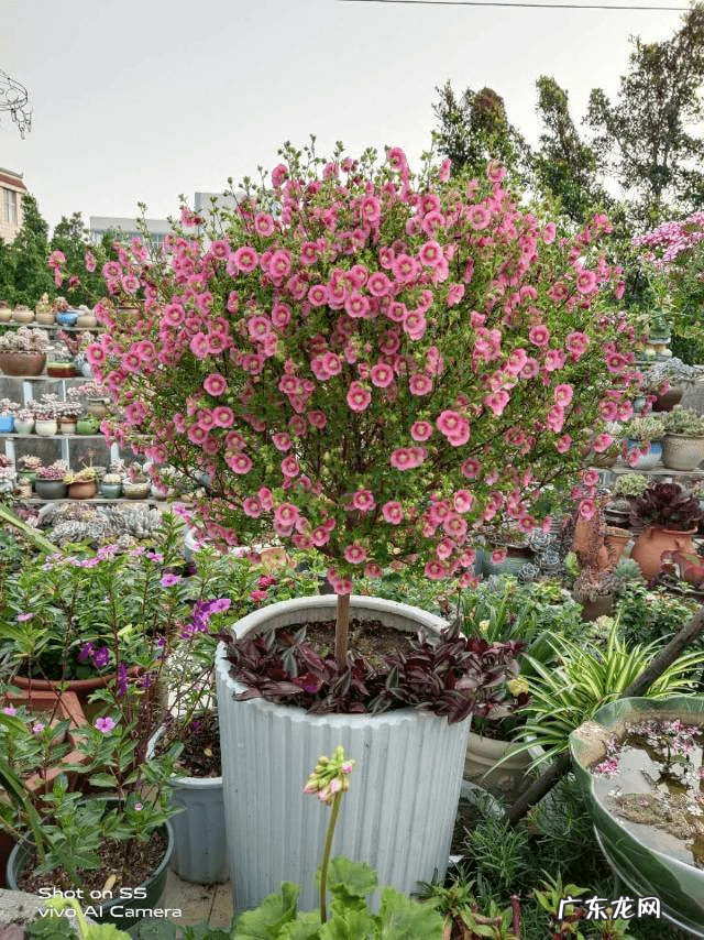 风水九星名 逍遥九星风水术