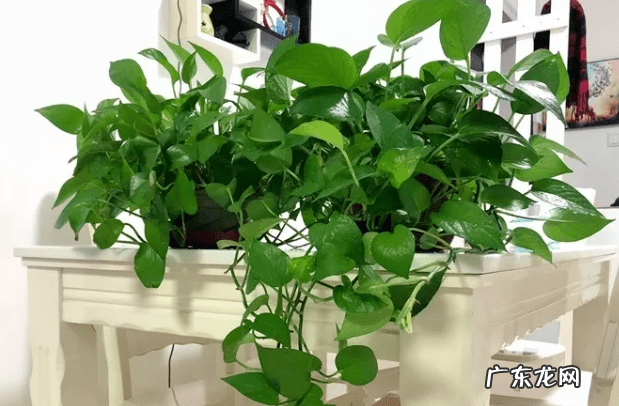 风水九星名 逍遥九星风水术