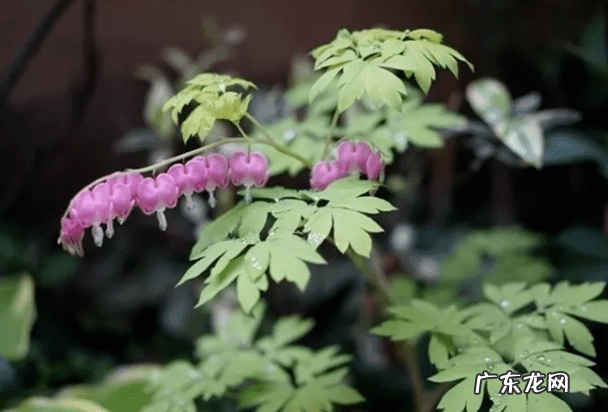风水九星名 逍遥九星风水术
