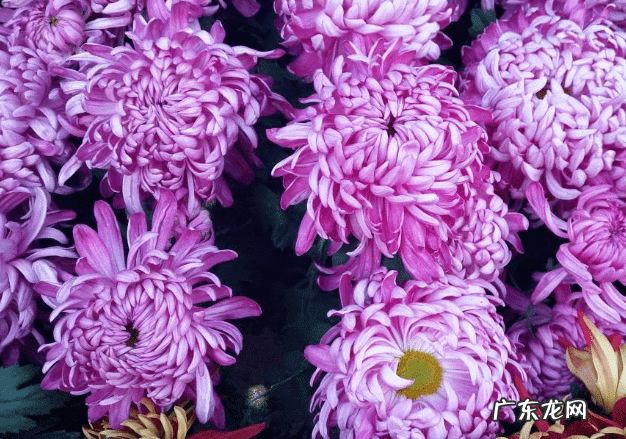 风水九星名 逍遥九星风水术