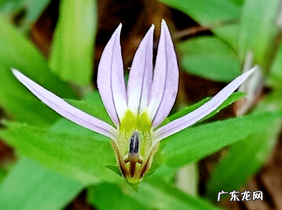 风水九星名 逍遥九星风水术