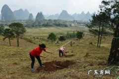 坟前栽啥树，坟前树怎么栽