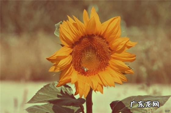 父母健康最重要的经典语录 才会明白健康的重要性英语