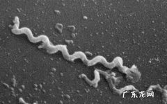 一个月可以排除梅毒吗 梅毒潜伏期一般为多久