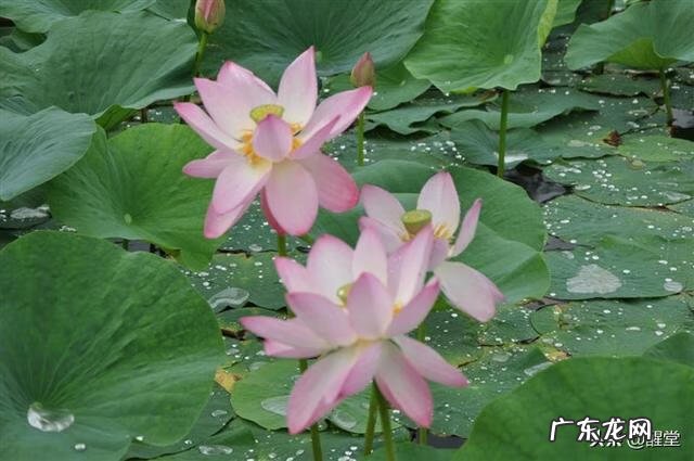 兴凯湖附近景点 兴凯湖旅游攻略