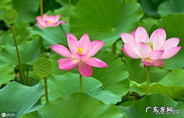 兴凯湖附近景点 兴凯湖旅游攻略