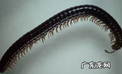 蜈蚣咬人会中毒吗 蜈蚣有毒吗会致死吗