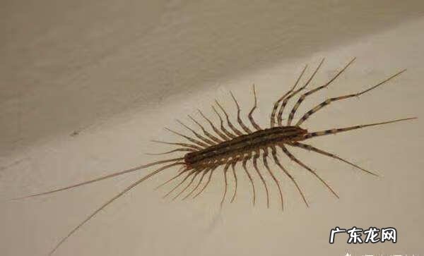 蜈蚣咬人会中毒吗 蜈蚣有毒吗会致死吗