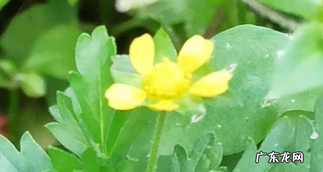 笑对失败作文600字 微笑面对失败的素材