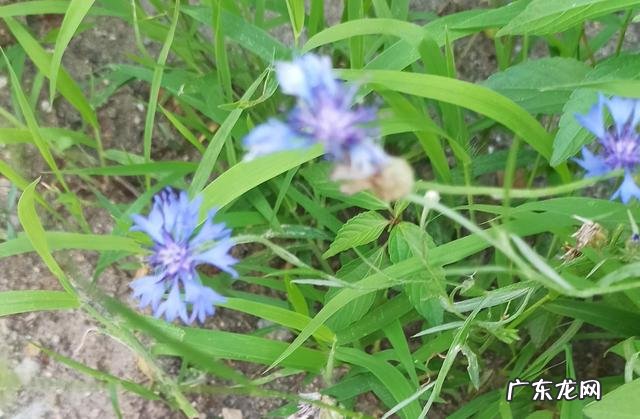 笑对失败作文600字 微笑面对失败的素材