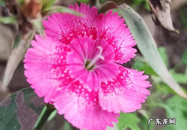 笑对失败作文600字 微笑面对失败的素材