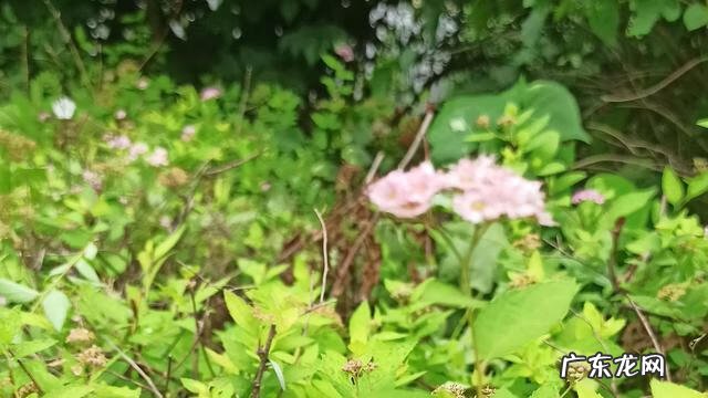 笑对失败作文600字 微笑面对失败的素材