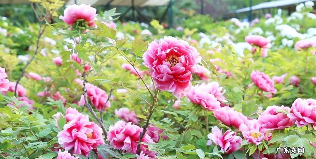 八月最适合去哪些地方旅游 八月份适合去哪里旅游