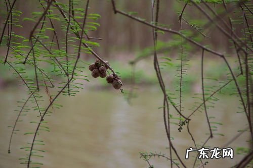 春天的雨水滋润着什么的麦田 春雨像什么排比句子