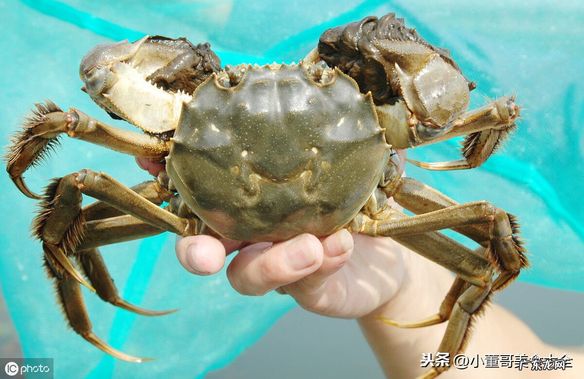 河蟹死了能不能吃了 河蟹保存多久不会死