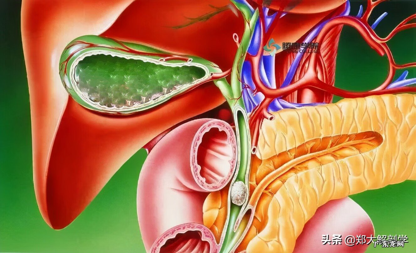 十二指肠息肉是怎么回事 十二指肠息肉