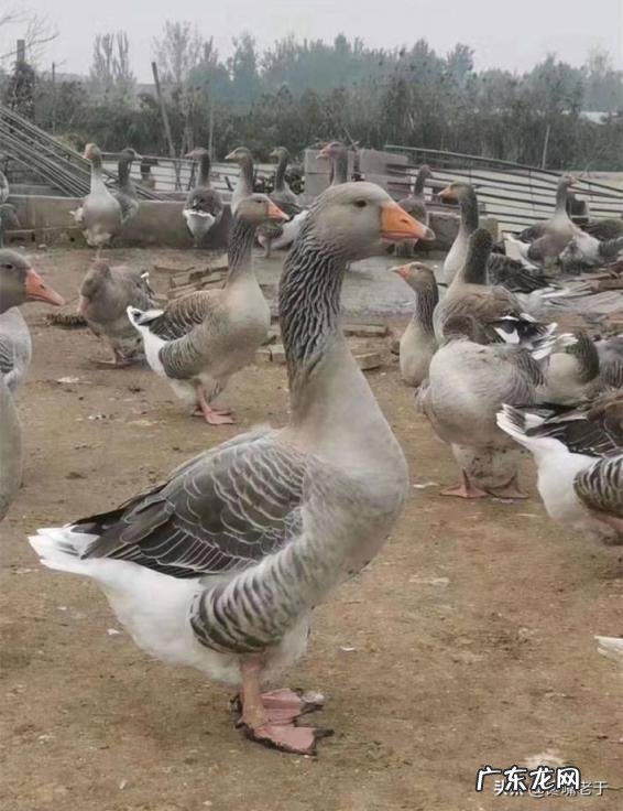 鹅肝价格为什么那么贵 鹅肝多少钱一斤,鹅肝为什么那么贵