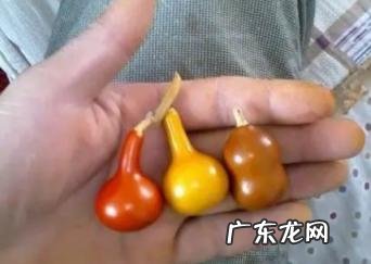 女人不能戴葫芦吗 小葫芦可以送人吗