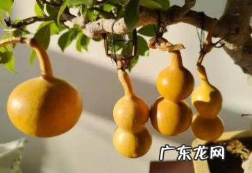 女人不能戴葫芦吗 小葫芦可以送人吗