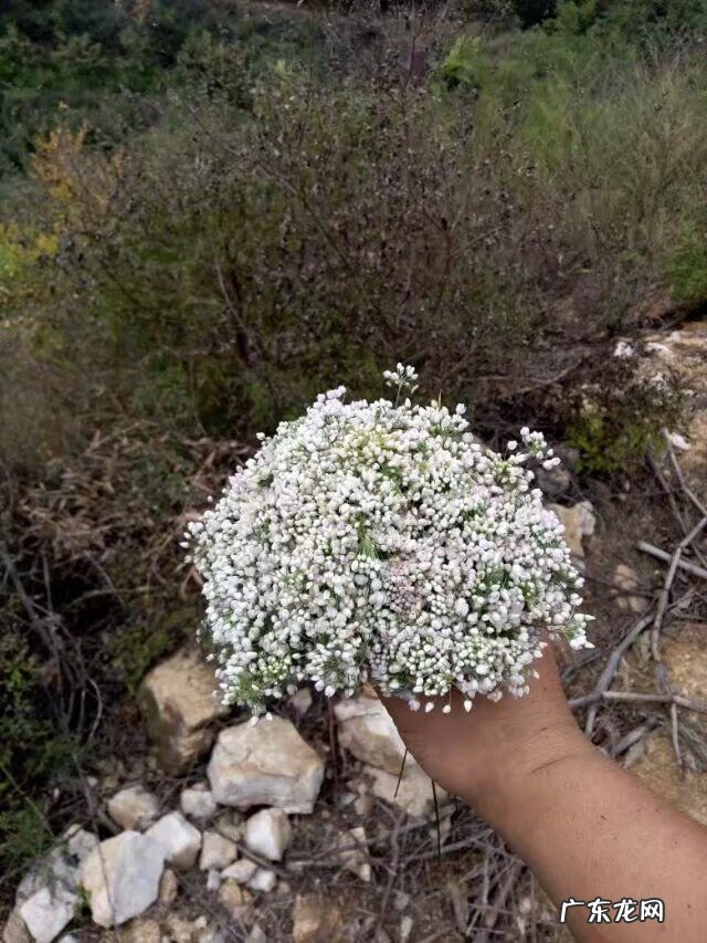 野山葱花 山葱花是什么