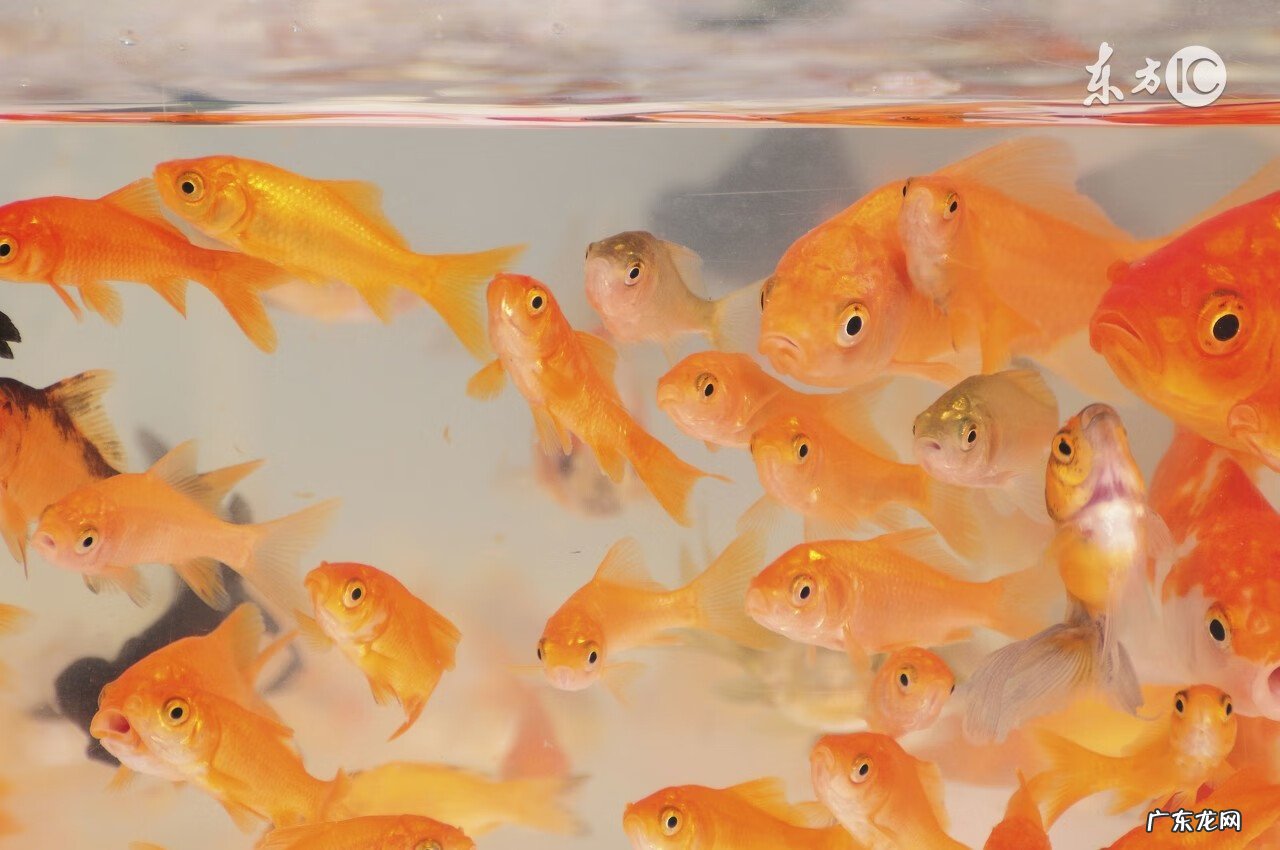 七条鱼的风水是什么 4只水母与13条小鱼风水图片