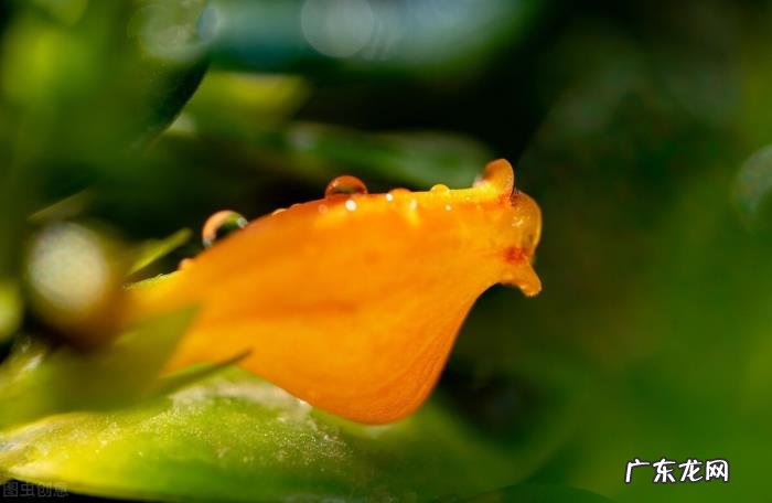 金鱼花怎么养才能活得长久 冬季金鱼花长得慢不开花怎么回事