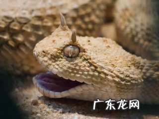 风水先生看风水的故事 老梁故事汇关于风水的