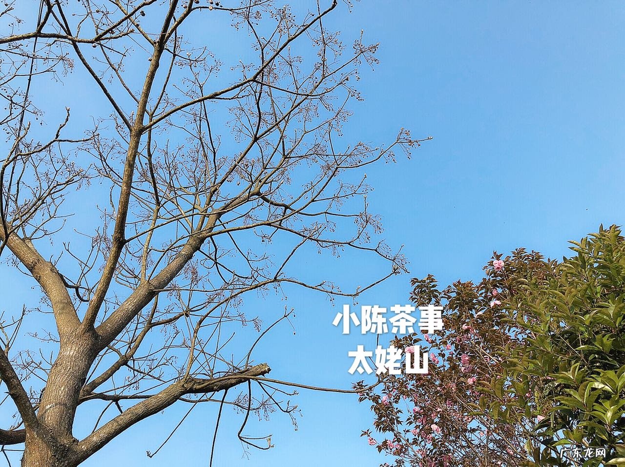 孕妇能喝铁观音吗 怀孕能喝铁观音吗?