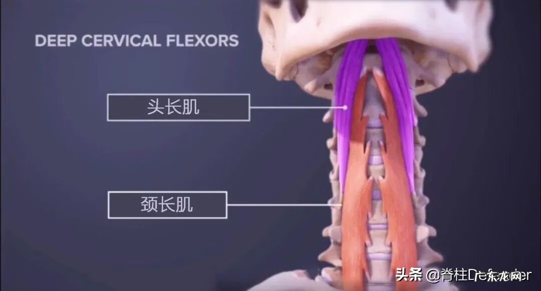 右肩膀酸痛怎么办 右肩膀酸痛是怎么回事