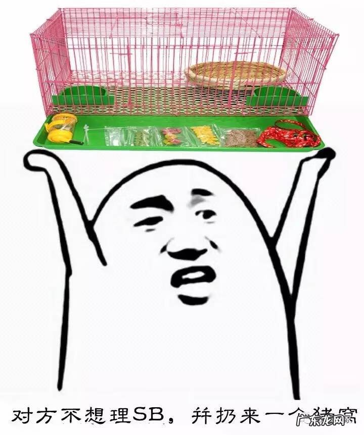 家里养猪有什么风水说法 养猪风水还有什么讲究