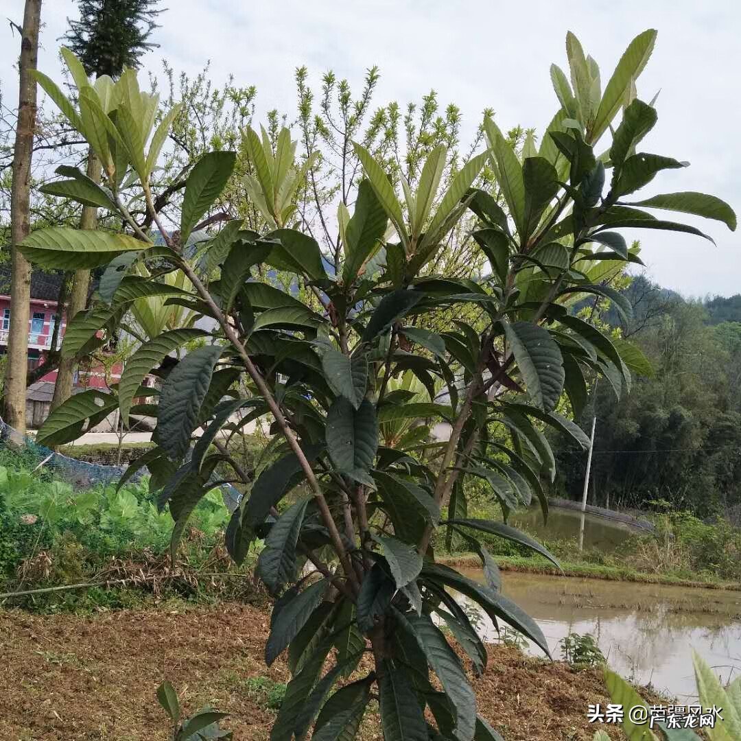 吊顶反支撑做法最简单 怎样学会风水里面反挂撑