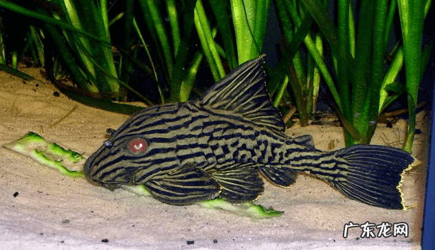 黑鱼和清道夫哪个厉害 清道夫鱼是黑鱼吗?
