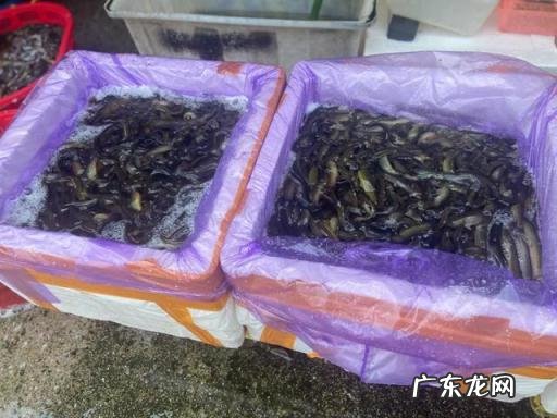 现在泥鳅价格是多少一斤,泥鳅的市场价格多少钱一斤