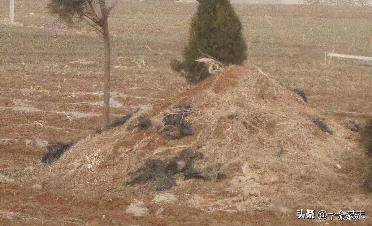 墓地无主坟怎么处理 无主坟怎么处理