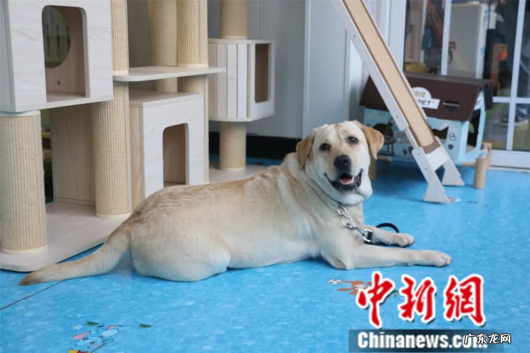 宠物训练师培训 宠物训练课程