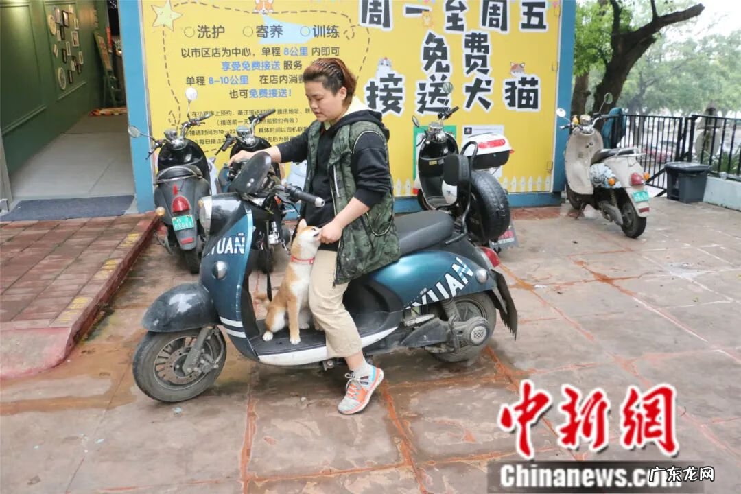 宠物训练师培训 宠物训练课程