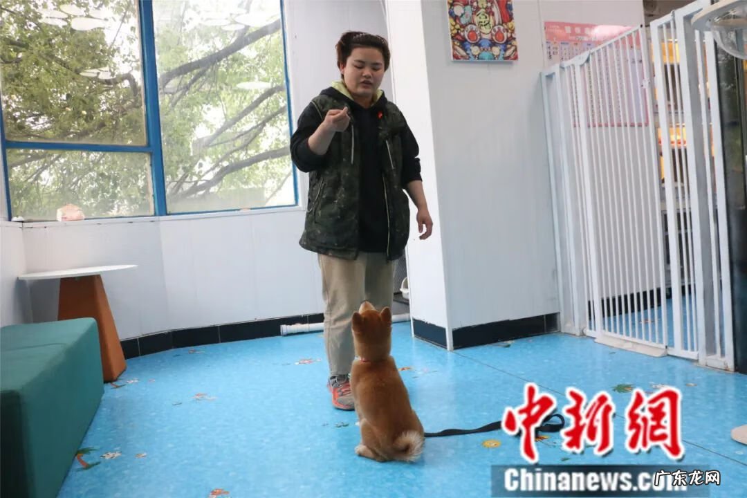 宠物训练师培训 宠物训练课程