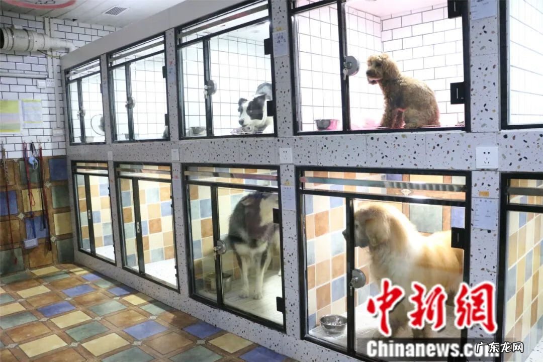 宠物训练师培训 宠物训练课程