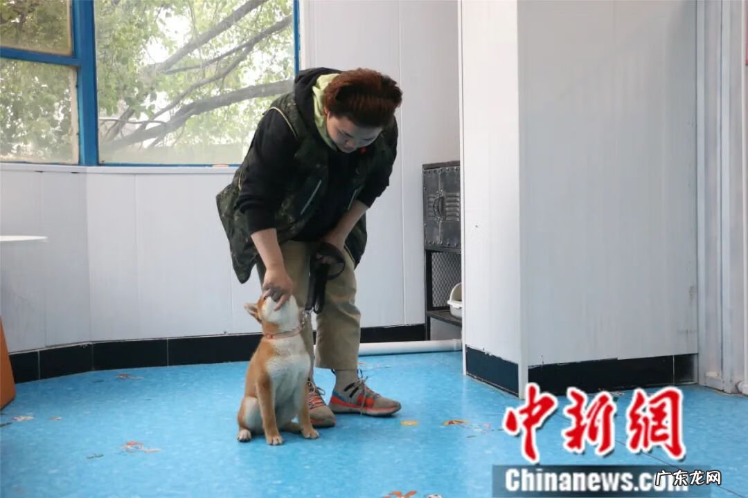 宠物训练师培训 宠物训练课程
