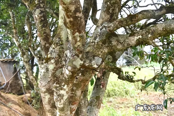 商洛山秦腔 商洛凤冠山自然景区