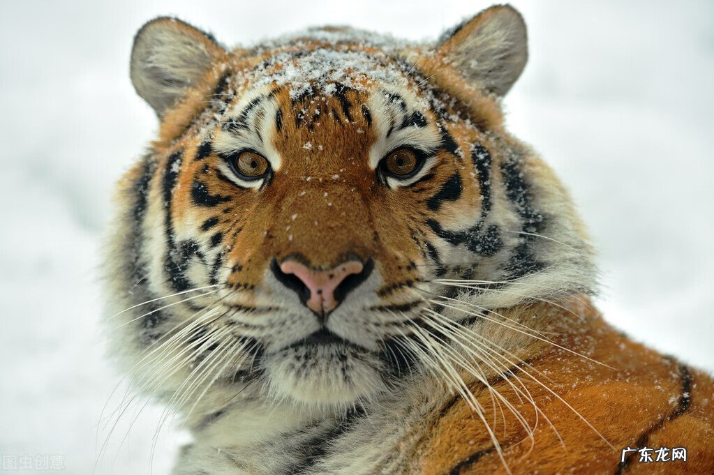 猛虎擒羊风水 双虎捕牛风水