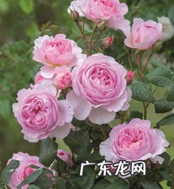 玫瑰月季花的养殖方法 月季玫瑰蔷薇的区别图